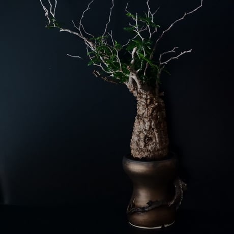 オペルクリカリア パキプス［No.19］  ×   HINUMA RYU 作 「龍ノ長鉢」植木鉢 4号 やちむん 壺屋焼