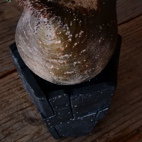 グラキリス φ9.5cm  - 象牙宮 -［No.220］  × 沖誠 作「 Rivet - 燻銀彩 - / 五角 」 3号 植木鉢 笠間焼