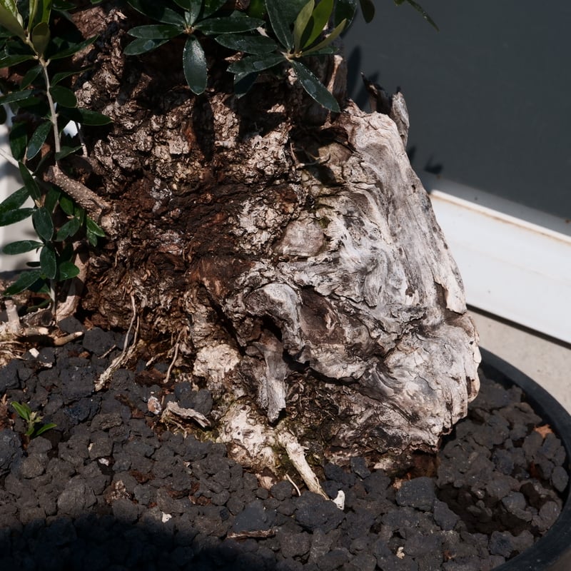 Old Olive 古木オリーブ［No.24］× 10号皿鉢 (φ30cm) | Botani