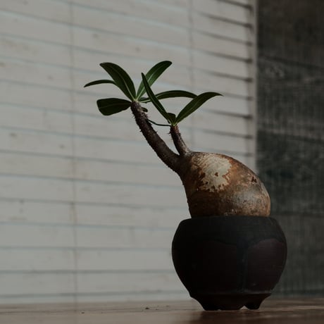 グラキリス - 象牙宮 -［No.183］  ×  磯部祐介 作「 円 - en -  闇堕ち 」2.5号 植木鉢 笠間焼