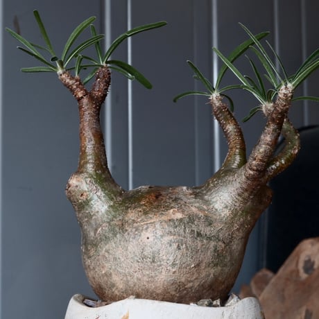 グラキリス φ10cm - 象牙宮 -［No.38］  ×   沼野秀章 作「 刻ム音 」3号 植木鉢 笠間焼