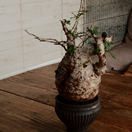オペルクリカリア パキプス φ11cm［No.10］  ×   小野瀬一 作品  3号 植木鉢