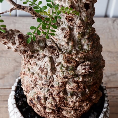 オペルクリカリア パキプス φ 11cm［No.05］  × 根本峻吾 作 S.N POT type.cylinder「 月光ノ爪牙」4.5号 植木鉢 笠間焼