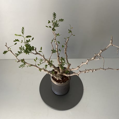 センナ メリディオナリス  発根済 現地株 SE-01 × S.N.Pot - crown - 3号鉢