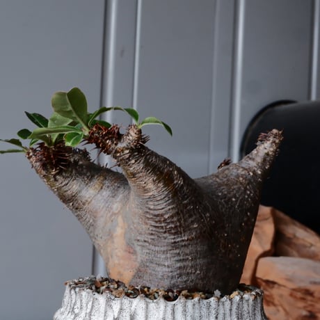 マカイエンセ φ8cm - 魔界玉 - ［No.31］  ×   根本峻吾 作 S.N POT type.cylinder「 月光ノ爪牙」3.5号 植木鉢 笠間焼