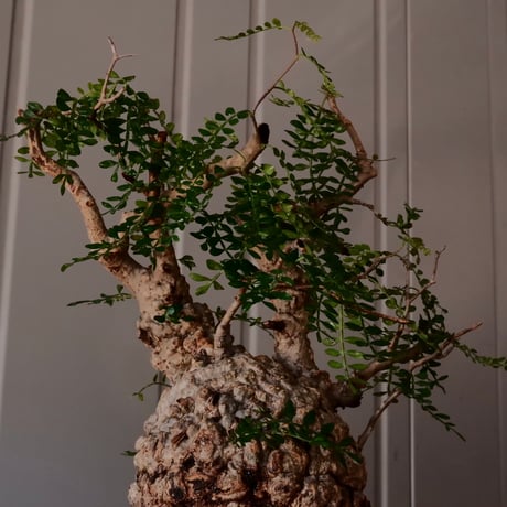 オペルクリカリア パキプス φ 13cm［No.03］  ×   根本峻吾 作 S.N POT  type.slim「 月光ノ爪牙 」 5号 植木鉢 笠間焼