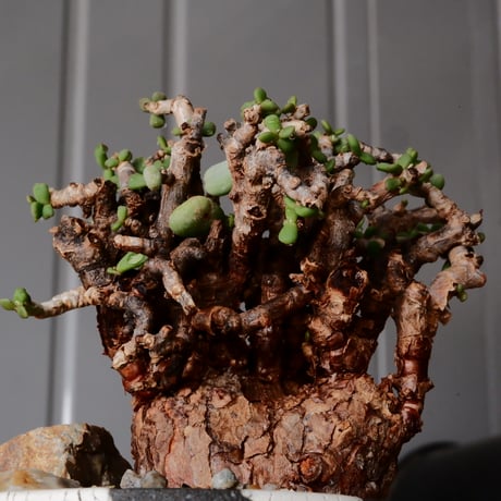 ケラリア ピグマエア［No.79］  × 沼野秀章 作品【  Black Wrap 】3号 植木鉢 笠間焼