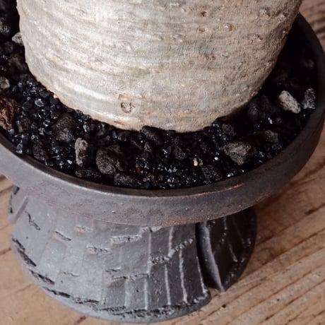 【綴化】グラキリス φ9.5cm - 象牙宮 - ［No.89］  ×   沼野秀章 作「 black wrap 」4号 植木鉢 笠間焼