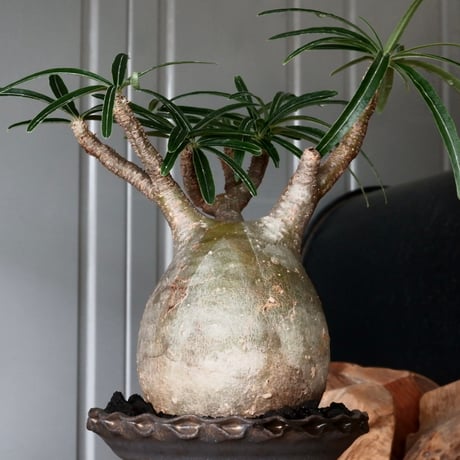 グラキリス φ8.5cm - 象牙宮 -［No.57］  × 磯部祐介 作「 鶏冠 - tosaka - "金剛 tall ver. " 」3号 植木鉢 笠間焼