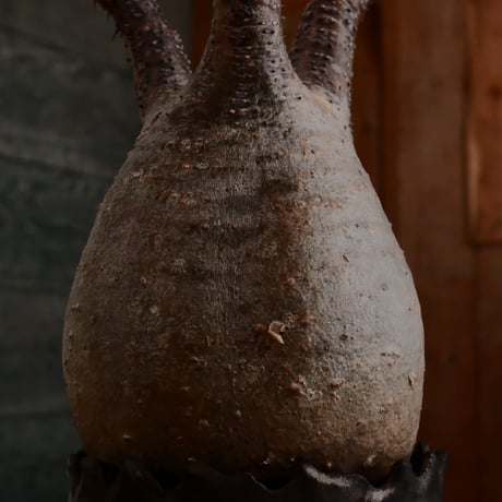 グラキリス - 象牙宮- ［No.167］  ×   根本峻吾 作 S.N POT type.cylinder「 黒焔 - kokuen - 」3号 植木鉢 笠間焼