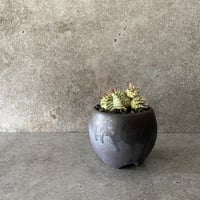 EU輸入 メロフォルミス 錦［斑入り/仔株付き］No.01  ×  円 - en - " 闇堕ち " 2.5号鉢 S［作家 磯部祐介］