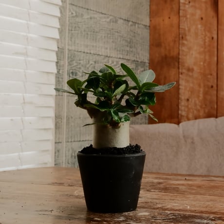 CATEGORY アデニウム - Adenium - | Botanical Holic CATEGORY アデニウム - Adenium - | Botanical Holic