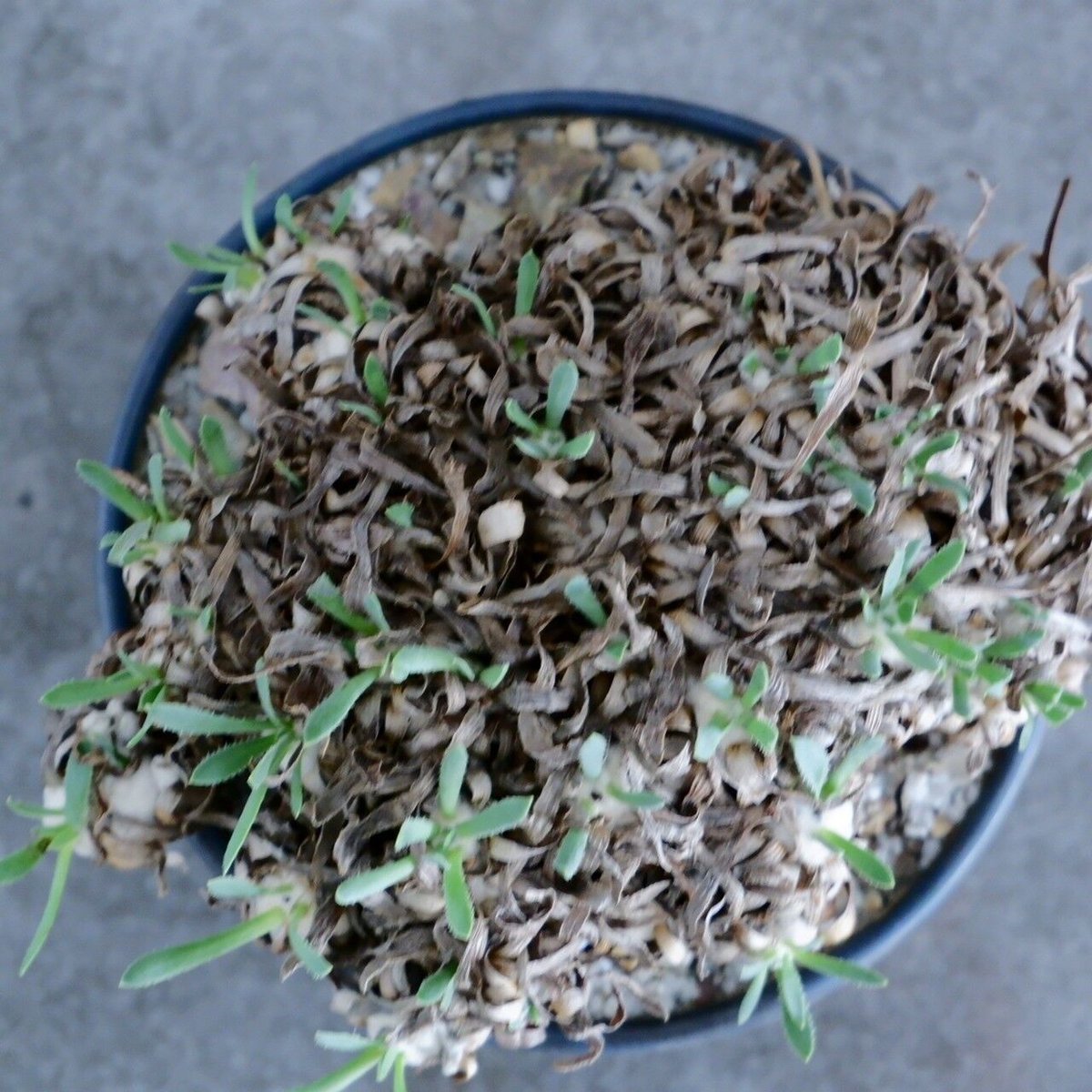 オトンナ レトロルサ 礎礎 鉢 発根 現地球 検)カタフ パキプス コミフォラ オトンナ レトロルサ 礎礎 鉢 発根 現地球 検)カタフ パキプス