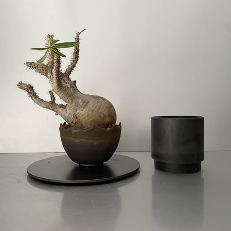 発根済 グラキリス BG-199 × S.N.Pot "丸"- crown - 4号鉢 ［作家  "根本峻吾"］