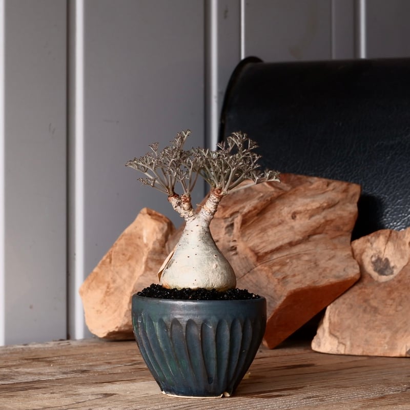 キフォステンマ ベティフォルメ ナローリーフ ソマリア産 輸入株［No