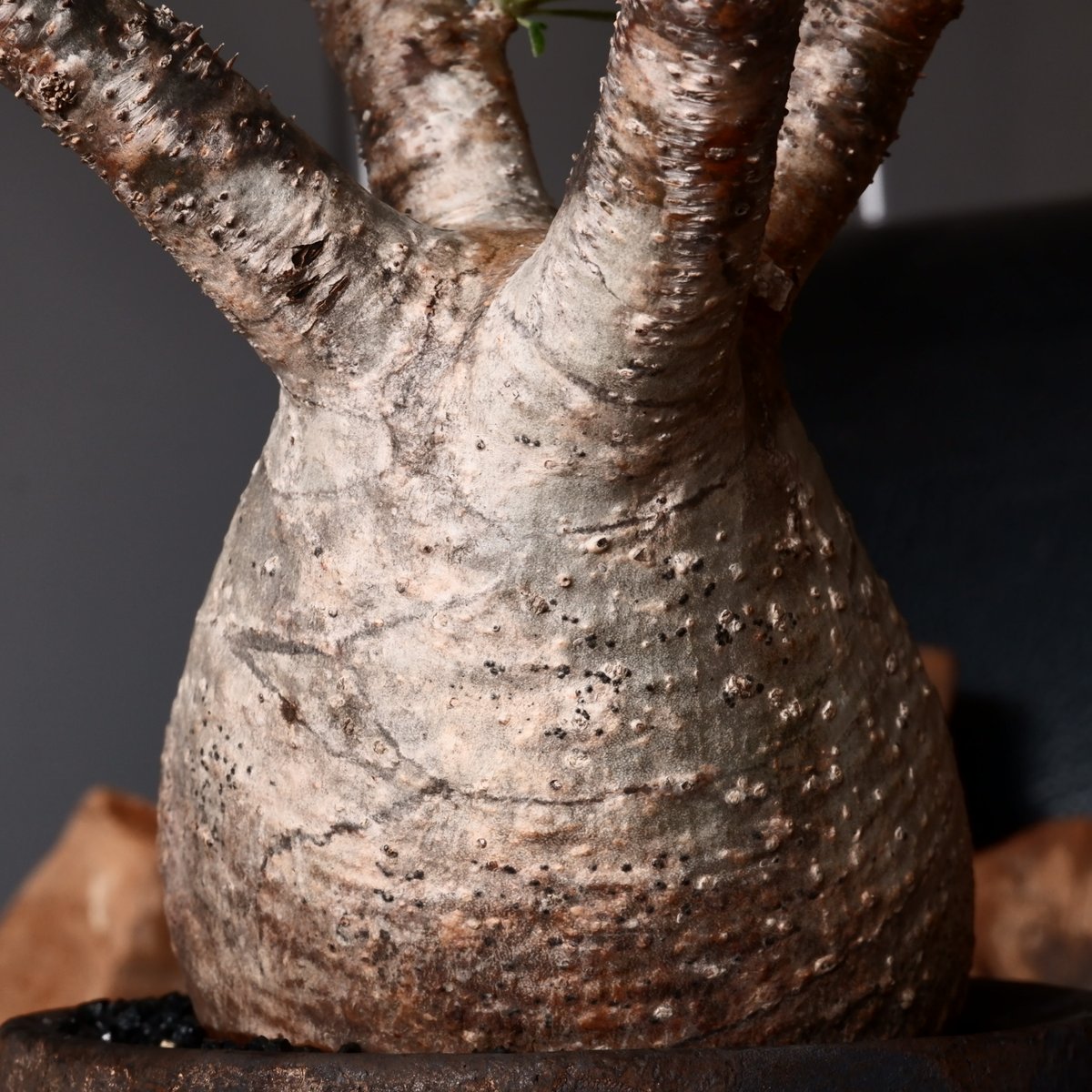 グラキリス φ8cm - 象牙宮 - ［No.30］ × 沼野秀章 作「 black w