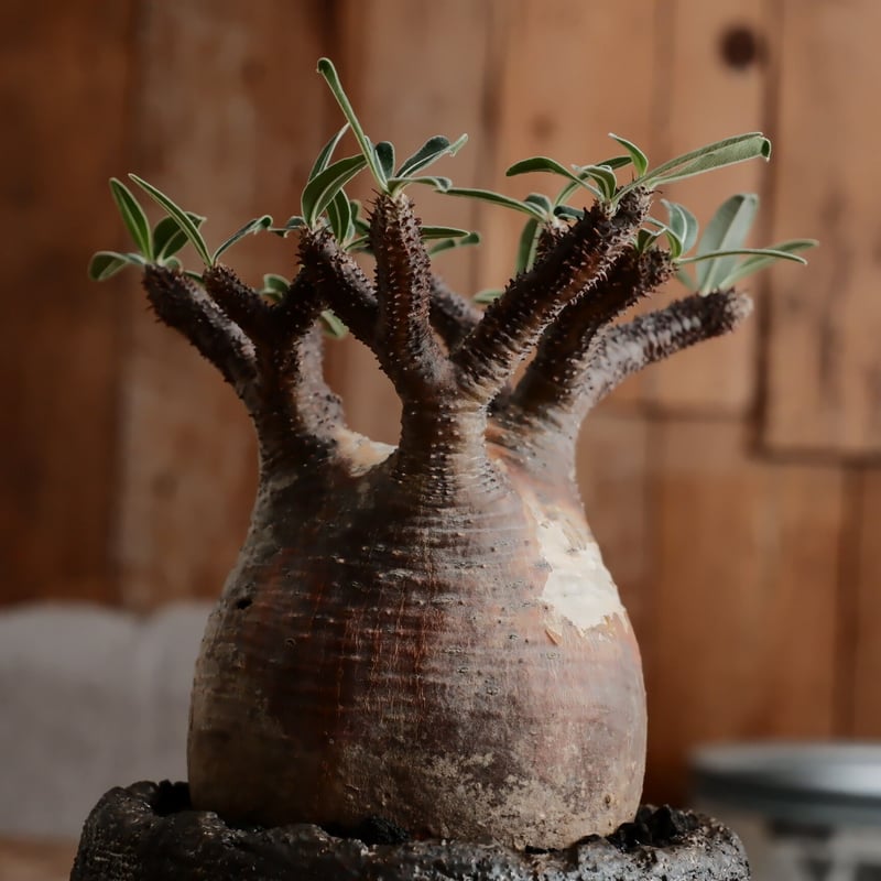 発根済 グラキリス - 象牙宮 - size M［No.212］ × 松野然 作 「ZEN