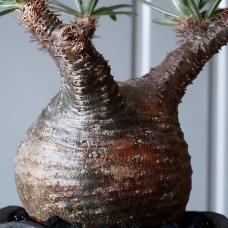 グラキリス φ9cm - 象牙宮 - ［No.36］  ×   沼野秀章 作「 black wrap 」3号 植木鉢 笠間焼
