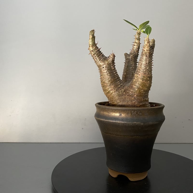 ゆーマカイエンセ 大 現地球 魔界玉 観葉植物/パキポディウム：マカイエンセ （魔界玉）（発根済み・現地球