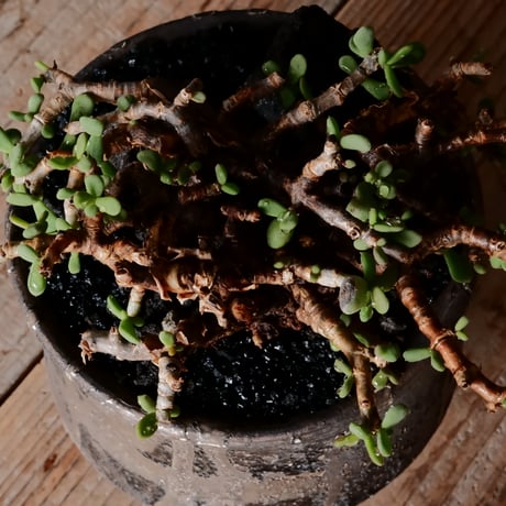 ケラリア ピグマエア［No.80］  × 沼野秀章 作品【  Black Wrap 】4号 植木鉢 笠間焼