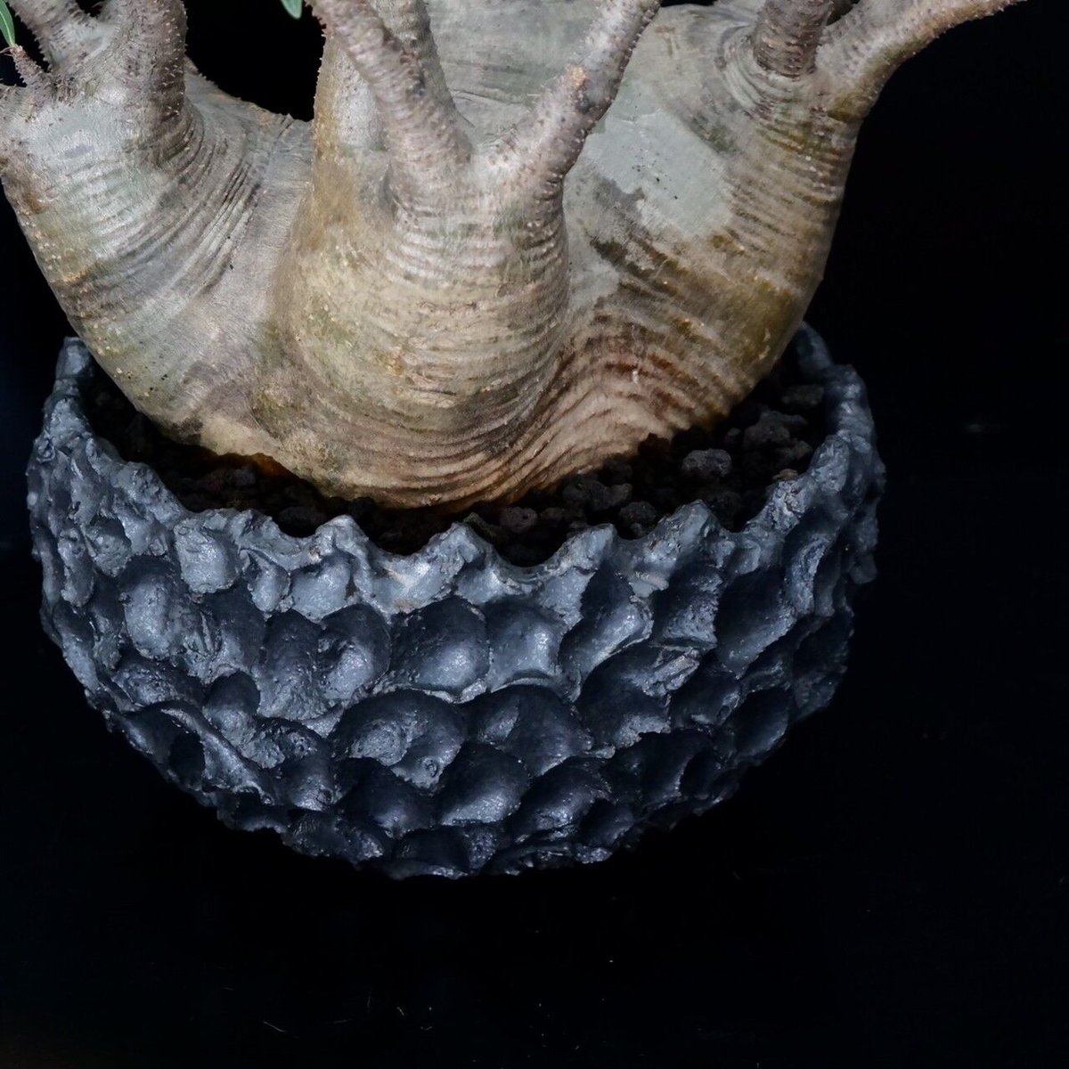 発根済 多頭 グラキリス - 象牙宮 - size XL ［No.16］ × 松野然