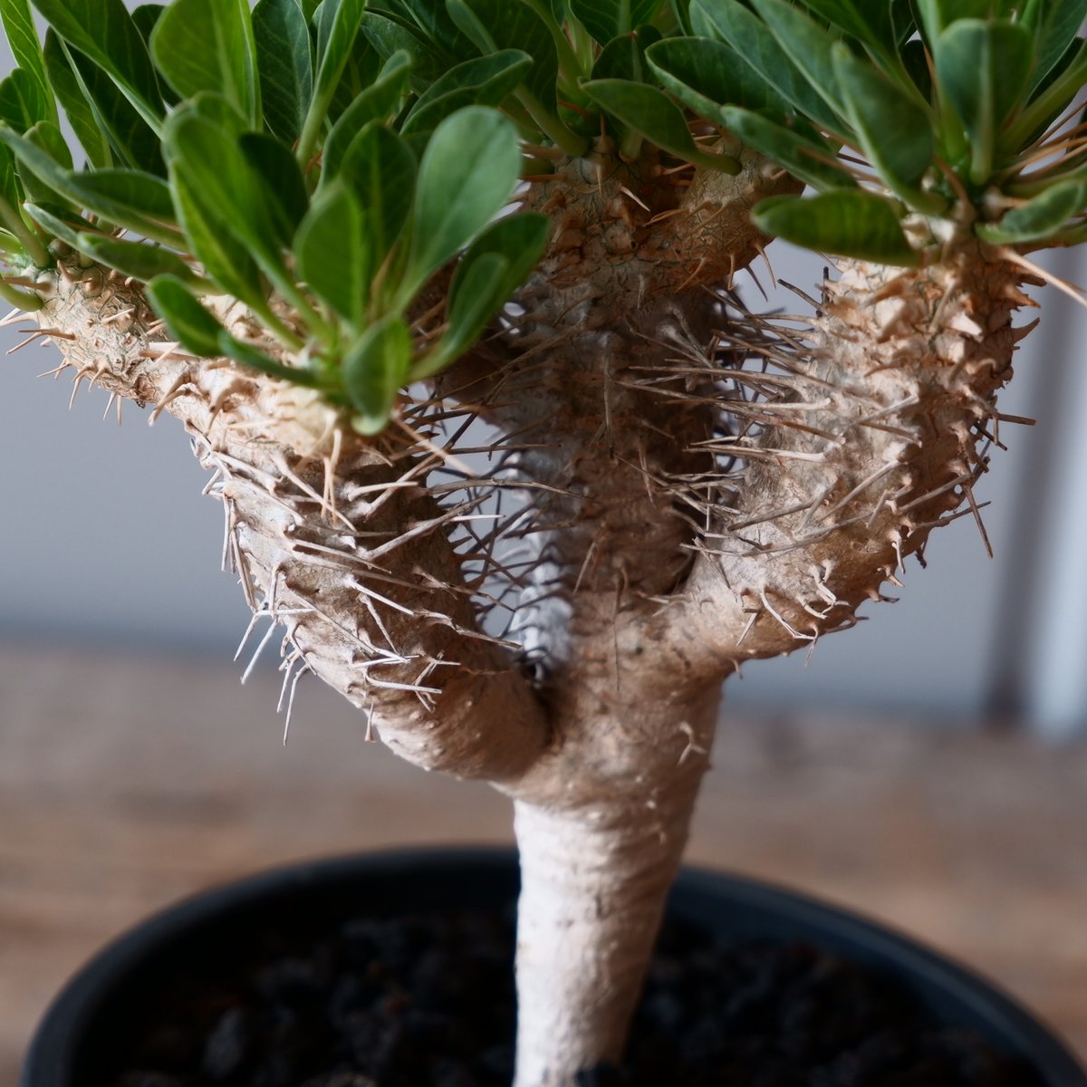 ユーフォルビア ギラウミニアナ 輸入株［No.50］ 4号鉢 | Botanical Holic