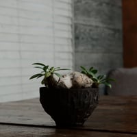 ブレビカウレ M - 恵比寿笑 -［No.29］  ×   沼野秀章 作「 black wrap 」3.5号 植木鉢 笠間焼