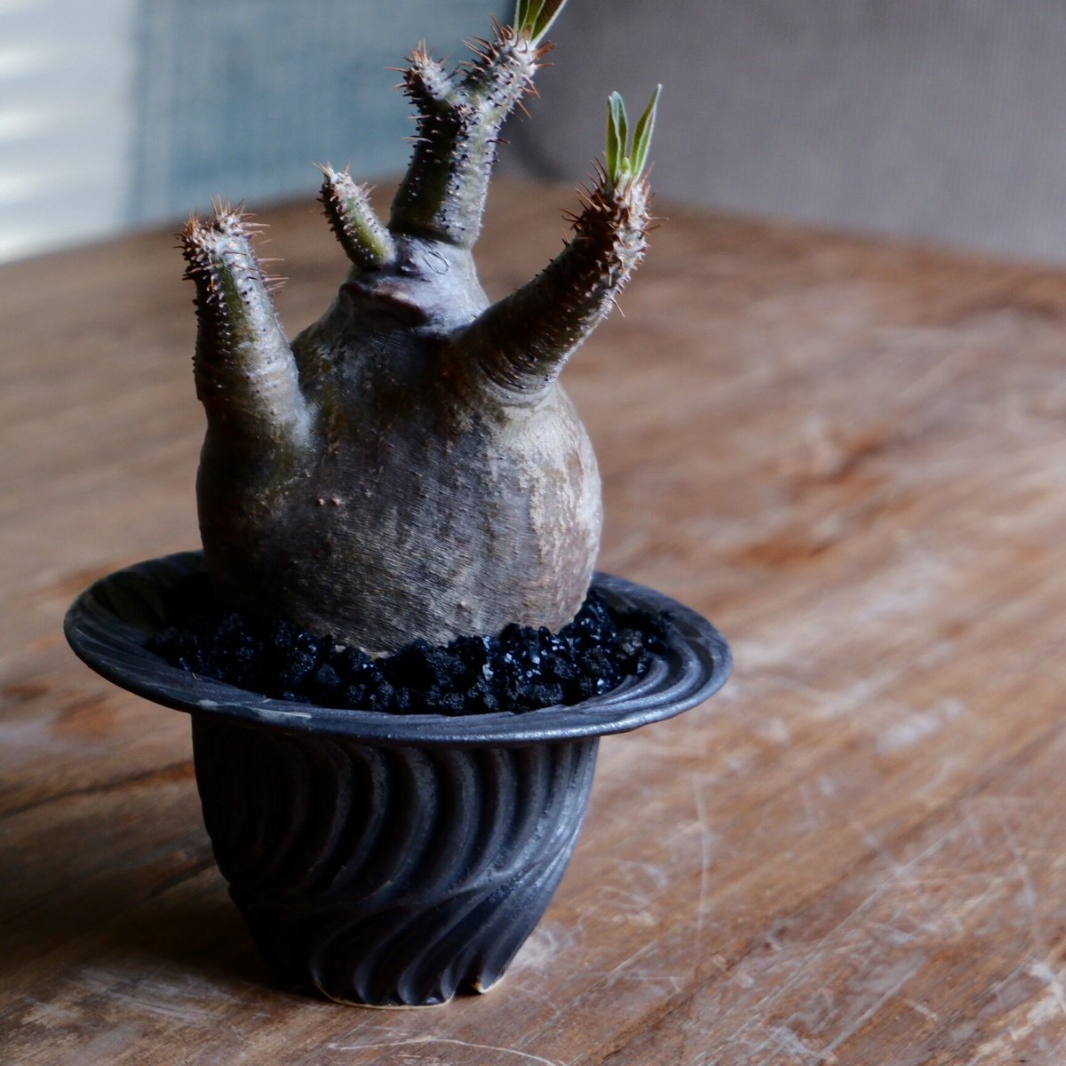 RYUSEN 新里竜子 植物 鉢 植木鉢 RYUSEN 新里竜子 植物 鉢 植木鉢