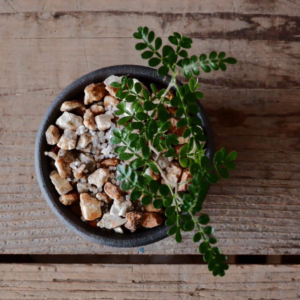 インボイス発行可 オペルクリカリア パキプス 幹幅10㎝ 発根済み