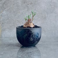 オトンナ ロバタ No.06  ×   " PYTHON " DESIGN POT / GRAY