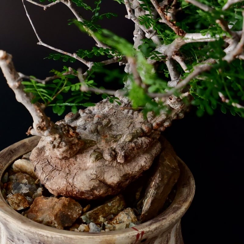 パキプス オペルクリカリア・パキプス【浅見五郎助作品鉢】(24dec24.v14-4