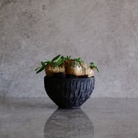 発根済 ブレビカウレ - 恵比寿笑 -  S［No.04］  ×  沼野秀章 作「 Black Wrap  」笠間焼 植木鉢