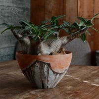 マカイエンセ XL - 魔界玉 -［No.179］  ×   沼野秀章 作 大鉢「 刻ム音 - 橙 - 」7号 植木鉢 笠間焼