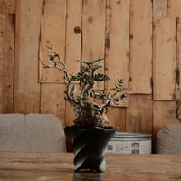 オペルクリカリア パキプス φ8cm ［No.5］  × 沖誠 作「 Spiral 」 シリンダー型 3号 植木鉢