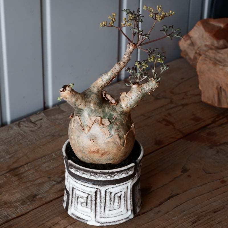 丸株 キフォステンマ ベティフォルメ ナローリーフ ソマリア産 輸入株