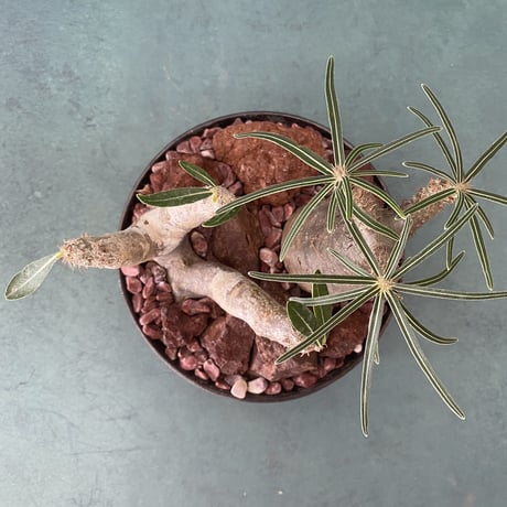 Madagascar Red Rock - 紅玉砂利 -  ［ No.1 ］