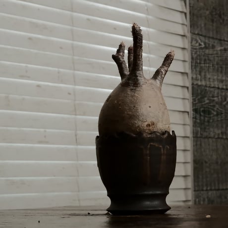グラキリス φ9cm - 象牙宮 - ［No.65］  ×   根本峻吾 作 S.N POT type.round「 黒焔 -kokuen - 」3号 植木鉢 笠間焼