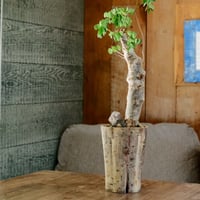 発根済 デロニクス プミラ［07］×  沼野秀章 作「 刻ム音 」長鉢 ( L ) 笠間焼