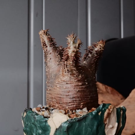 マカイエンセ  φ5.5cm - 魔界玉 -［No.67］  ×   森田昌求 作 「 As if Broken " TSUGIHAGI "   」 3号 植木鉢 笠間焼