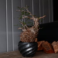 オペルクリカリア パキプス φ 14cm［No.33］  × 沖誠 作「Spilal - 燻銀彩 - / round 」 4号 植木鉢 笠間焼