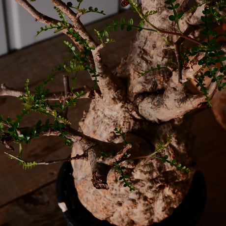 オペルクリカリア パキプス φ10cm［No.17］  ×   根本峻吾 作 S.N POT type.slim「 雷電 」 4号 植木鉢