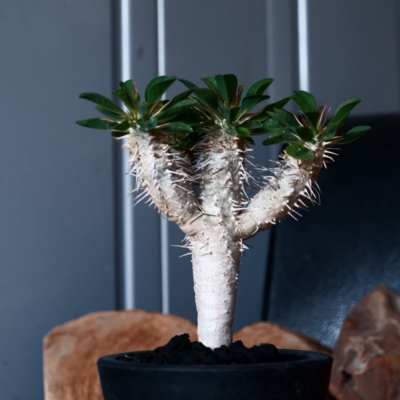 ユーフォルビア ギラウミニアナ 輸入株［No.43］ 3.5号鉢 | Botanical