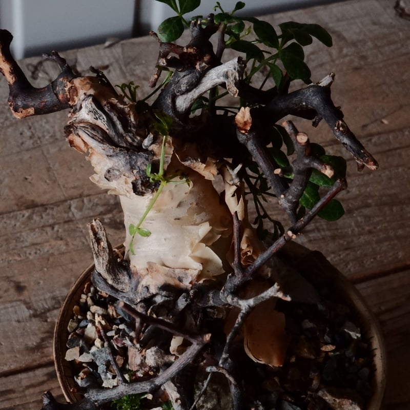 コミフォラ カタフ ピュア［No.09］ × 森田昌求 作【 Abstract Scratc