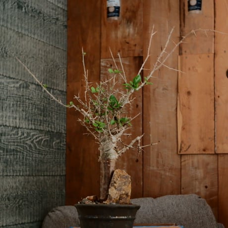 コミフォラ シンプリキフォリア M［No.51］  ×   磯部祐介 作「 瓦 - kawara - " 金剛 tall ver. " 」4号 植木鉢 笠間焼