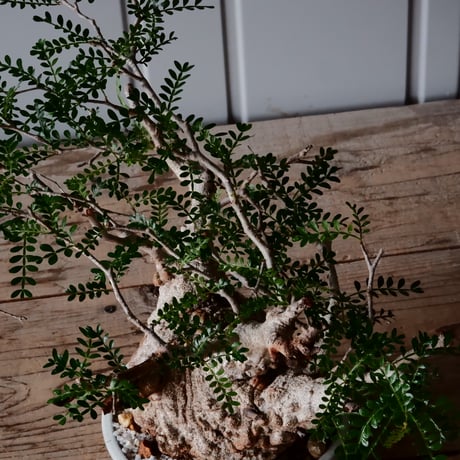 オペルクリカリア パキプス φ 13cm［No.01］  ×   根本峻吾 作 S.N POT  type.slim-low「 月光ノ鐵 」 5号 植木鉢
