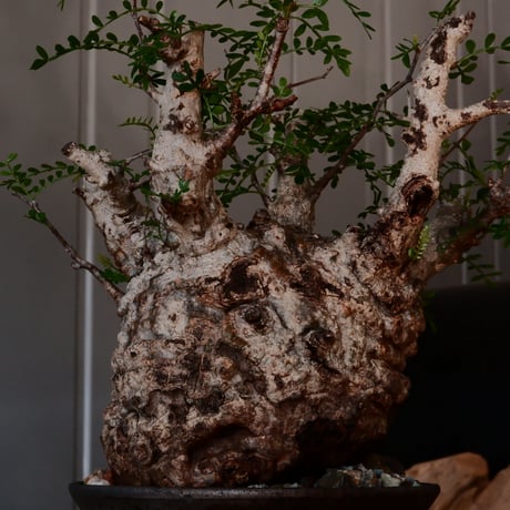 オペルクリカリア パキプス φ 12cm［No.40］  × 沼野秀章 作 【 black wrap 】4号 植木鉢 笠間焼
