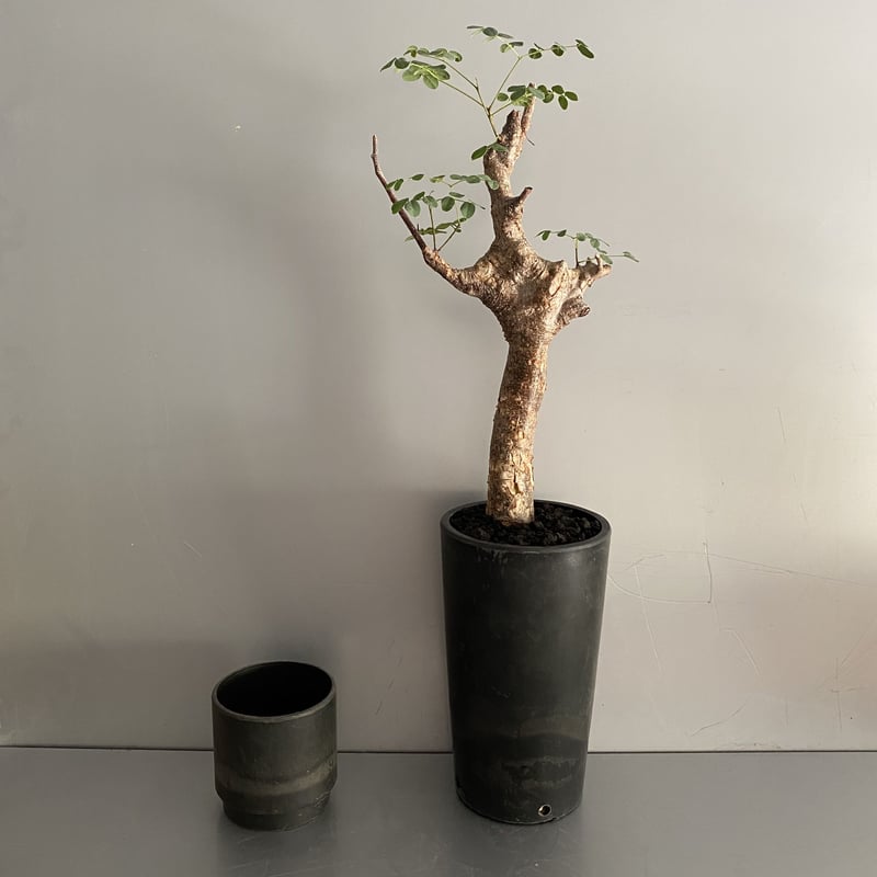 発根済 デロニクス プミラ BDP-08 | Botanical Holic