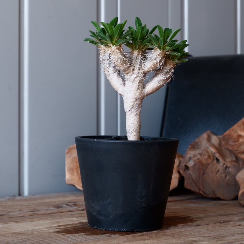 ユーフォルビア ギラウミニアナ 輸入株［No.53］ 4号鉢