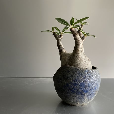 兜型 Gracilius  ×  Shell pot S「Ibushi Gin」 - 笠間焼 - C91