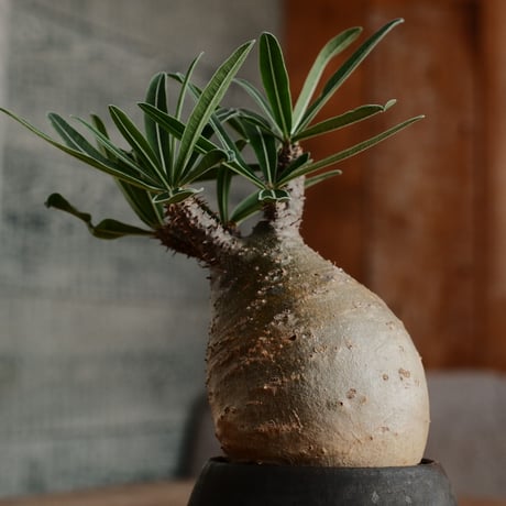 グラキリス - 象牙宮 -［No.184］  ×  磯部祐介 作「 円 - en -  闇堕ち 」2.5号 植木鉢 笠間焼